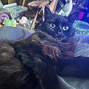 Momo is registered to the contest to win money with this photo: animal, background, black_cat, cat, close_up, companion, cozy, curious, cute, domestic, feline, fluffy, fur, household_items, indoor, pet, relaxed, resting, soft_surface, wide_eyes