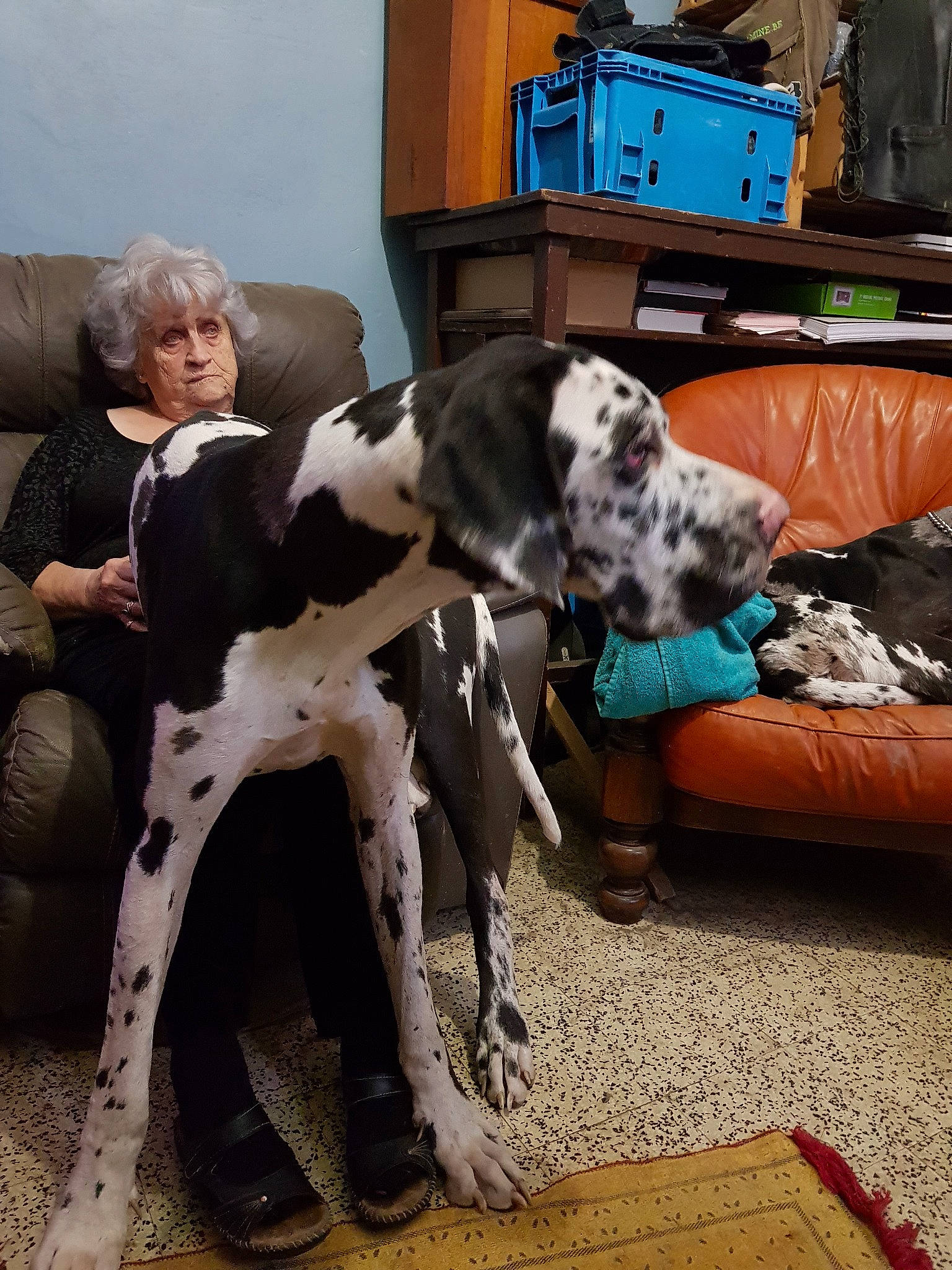 Qeena a rejoint le concours — aidez-le/la à gagner de superbes lots ! braque_dauvergne, canidae, carnivore, dog, dog_breed, fawn, german_shorthaired_pointer, great_dane, guard_dog, mammal, non_sporting_group, old_danish_pointer, person, pointer, sporting_group, vertebrate