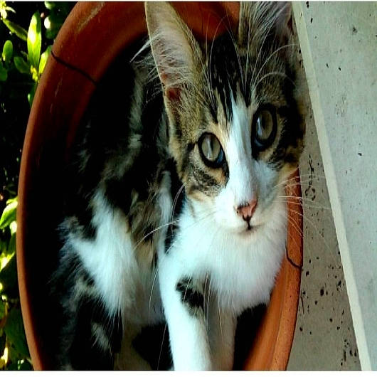 Caline participe au concours pour gagner de l'argent avec cette photo : aegean_cat, american_wirehair, carnivore, cat, domestic_long_haired_cat, domestic_short_haired_cat, european_shorthair, eye, felidae, fur, kitten, mammal, norwegian_forest_cat, photo_caption, photography, small_to_medium_sized_cats, snapshot, snout, vertebrate, whiskers