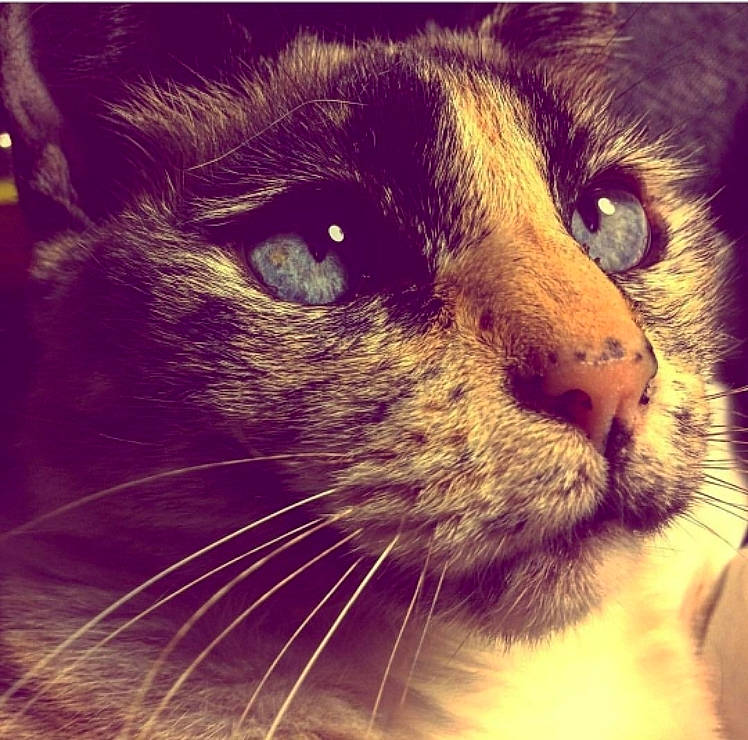 Caline participe au concours pour gagner de l'argent avec cette photo : asian, carnivore, cat, close_up, domestic_short_haired_cat, european_shorthair, eye, felidae, fur, nose, photography, sky, small_to_medium_sized_cats, snout, whiskers