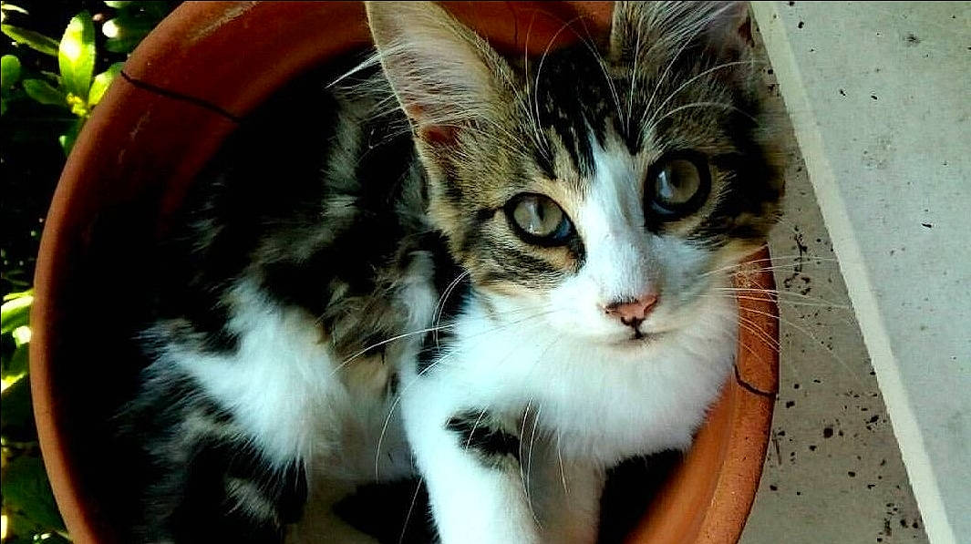 Malibu participe au concours pour gagner de l'argent avec cette photo : aegean_cat, american_curl, american_wirehair, carnivore, cat, cymric, domestic_long_haired_cat, domestic_short_haired_cat, european_shorthair, felidae, fur, kitten, mammal, norwegian_forest_cat, small_to_medium_sized_cats, snout, whiskers