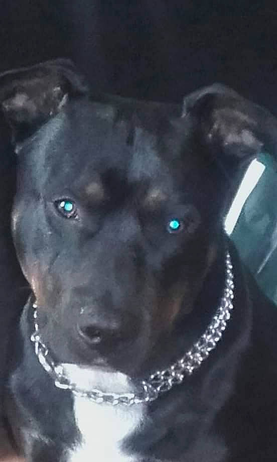 Bobby participe au concours pour gagner de l'argent avec cette photo : american_pit_bull_terrier, american_staffordshire_terrier, bandog, cane_corso, canidae, carnivore, collar, dog, dog_breed, dog_collar, fawn, labrador_retriever, mammal, non_sporting_group, pit_bull, rare_breed_dog, snout, sporting_group, staffordshire_bull_terrier, vertebrate