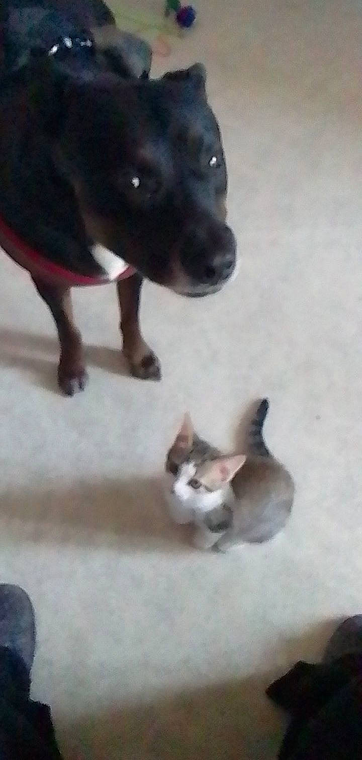 Bobby participe au concours pour gagner de l'argent avec cette photo : canidae, carnivore, cat, companion_dog, dog, dog_breed, felidae, flooring, fur, hardwood, paw, puppy, snout, sporting_group, tail, terrestrial_animal, whiskers, wood, working_animal