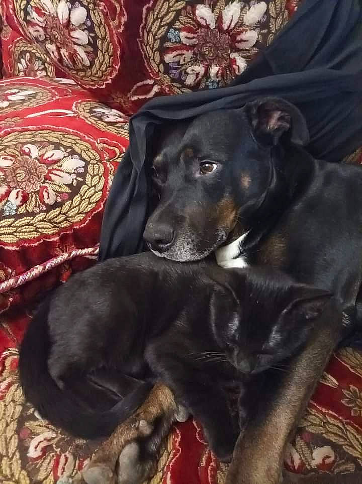 Bobby a rejoint le concours — aidez-le/la à gagner de superbes lots ! borador, canidae, carnivore, comfort, companion_dog, dog, dog_breed, fur, guard_dog, gun_dog, hunting_dog, linens, liver, pattern, sporting_group, whiskers, working_animal