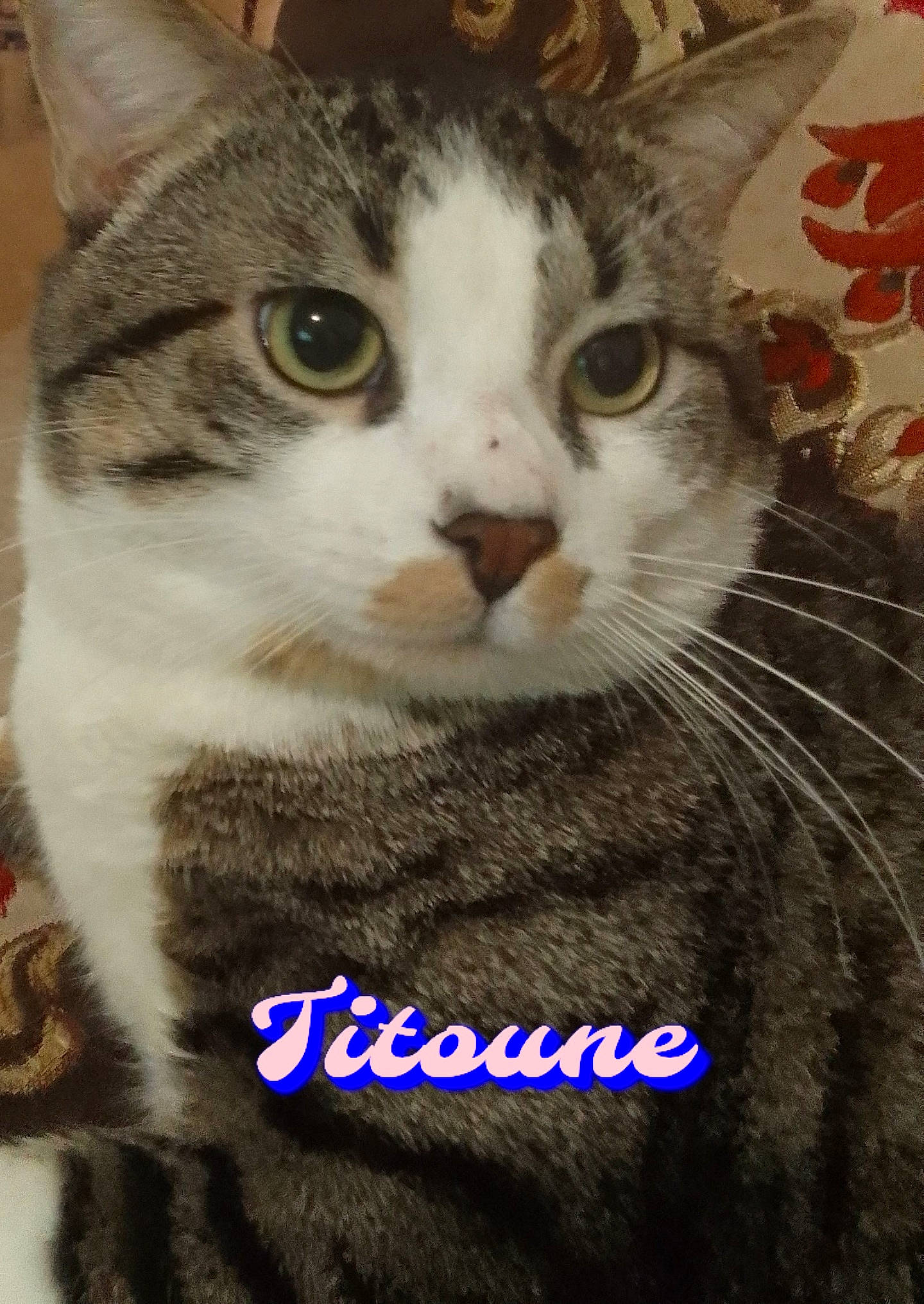 Titoune participe au concours pour gagner de l'argent avec cette photo : carnivore, cat, domestic_short_haired_cat, felidae, fur, paw, pet_supply, photo_caption, small_to_medium_sized_cats, snout, whiskers, window