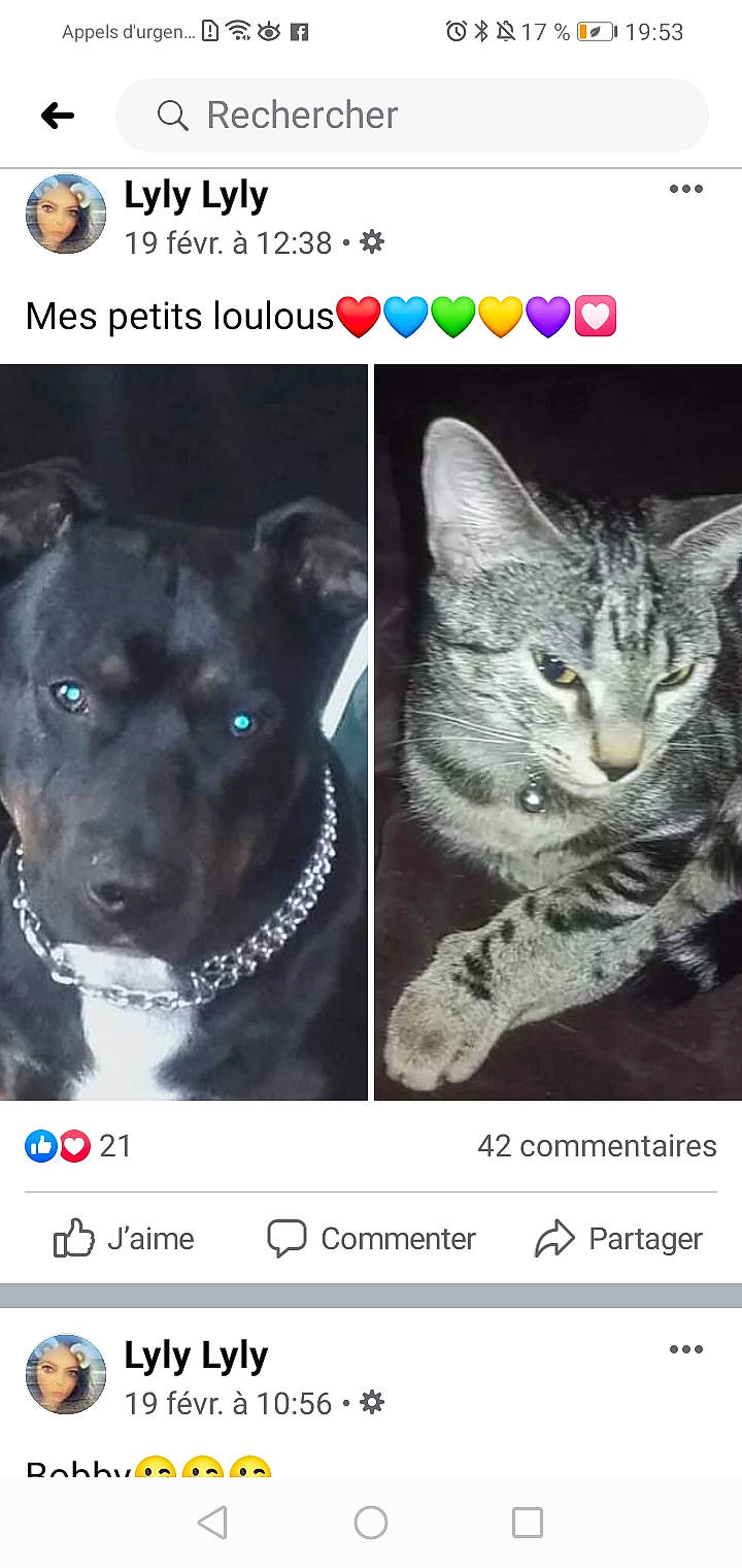 Zouyna participe au concours pour gagner de l'argent avec cette photo : black_cat, canidae, carnivore, cat, dog_breed, felidae, font, kitten, photo_caption, photography, screenshot, small_to_medium_sized_cats, snout, whiskers