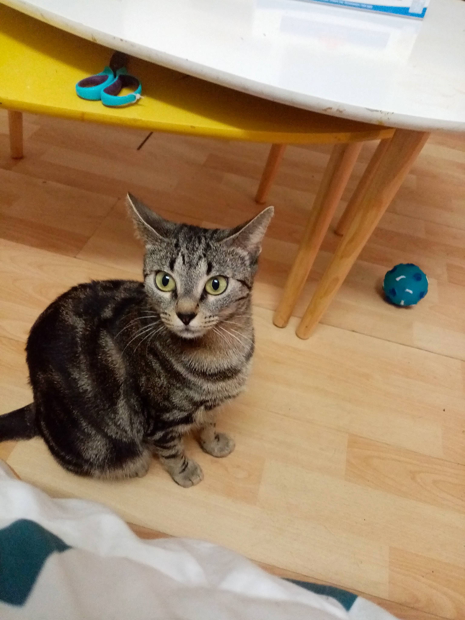 Zouyna participe au concours pour gagner de l'argent avec cette photo : american_shorthair, asian, bengal, carnivore, cat, domestic_short_haired_cat, dragon_li, european_shorthair, felidae, floor, hardwood, kitten, mammal, ocicat, small_to_medium_sized_cats, tabby_cat, whiskers, wood