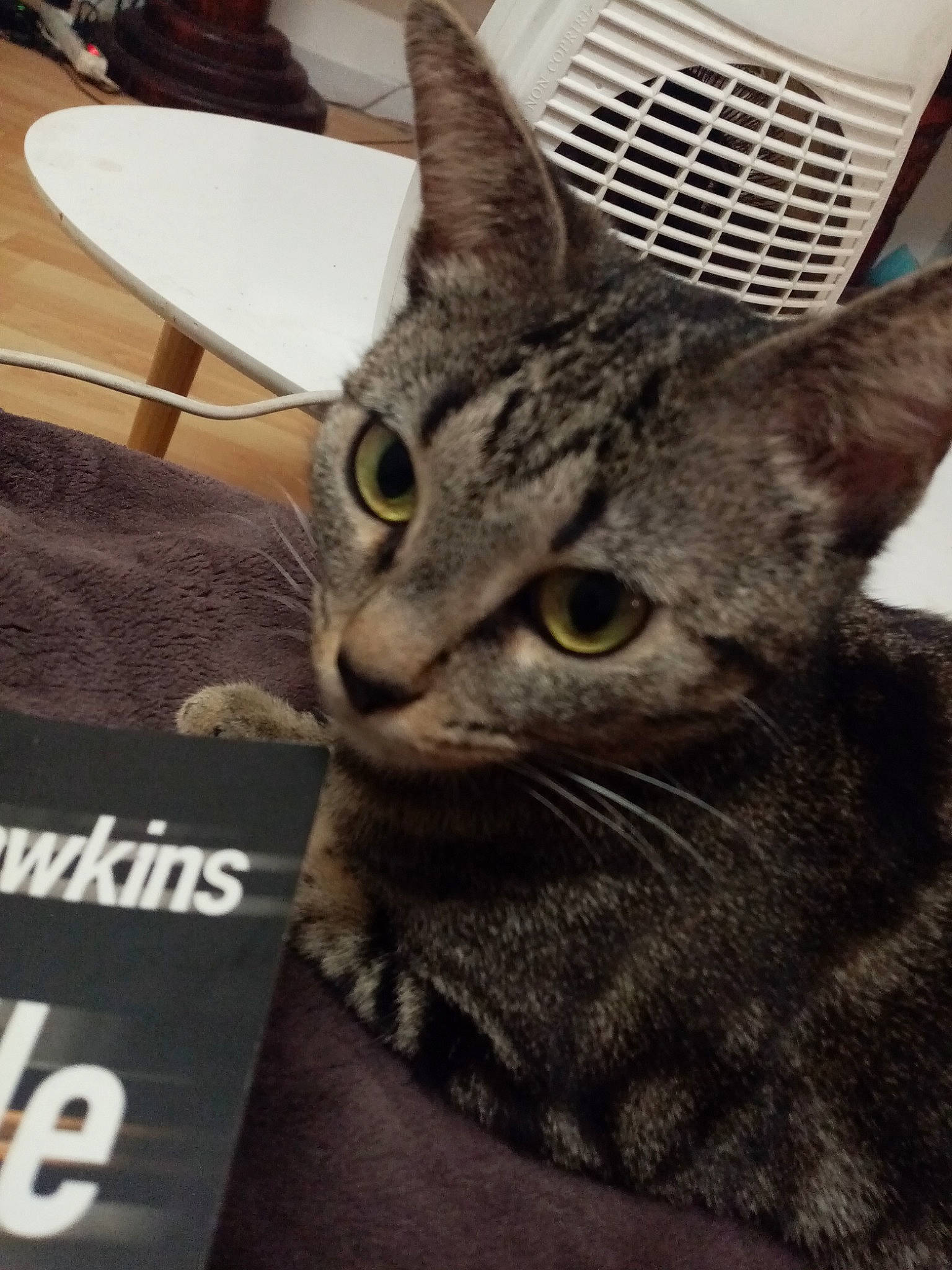 Zouyna participe au concours pour gagner de l'argent avec cette photo : american_shorthair, asian, australian_mist, california_spangled, carnivore, cat, domestic_short_haired_cat, dragon_li, egyptian_mau, european_shorthair, felidae, kitten, mammal, ocicat, oriental_shorthair, small_to_medium_sized_cats, tabby_cat, vertebrate, whiskers