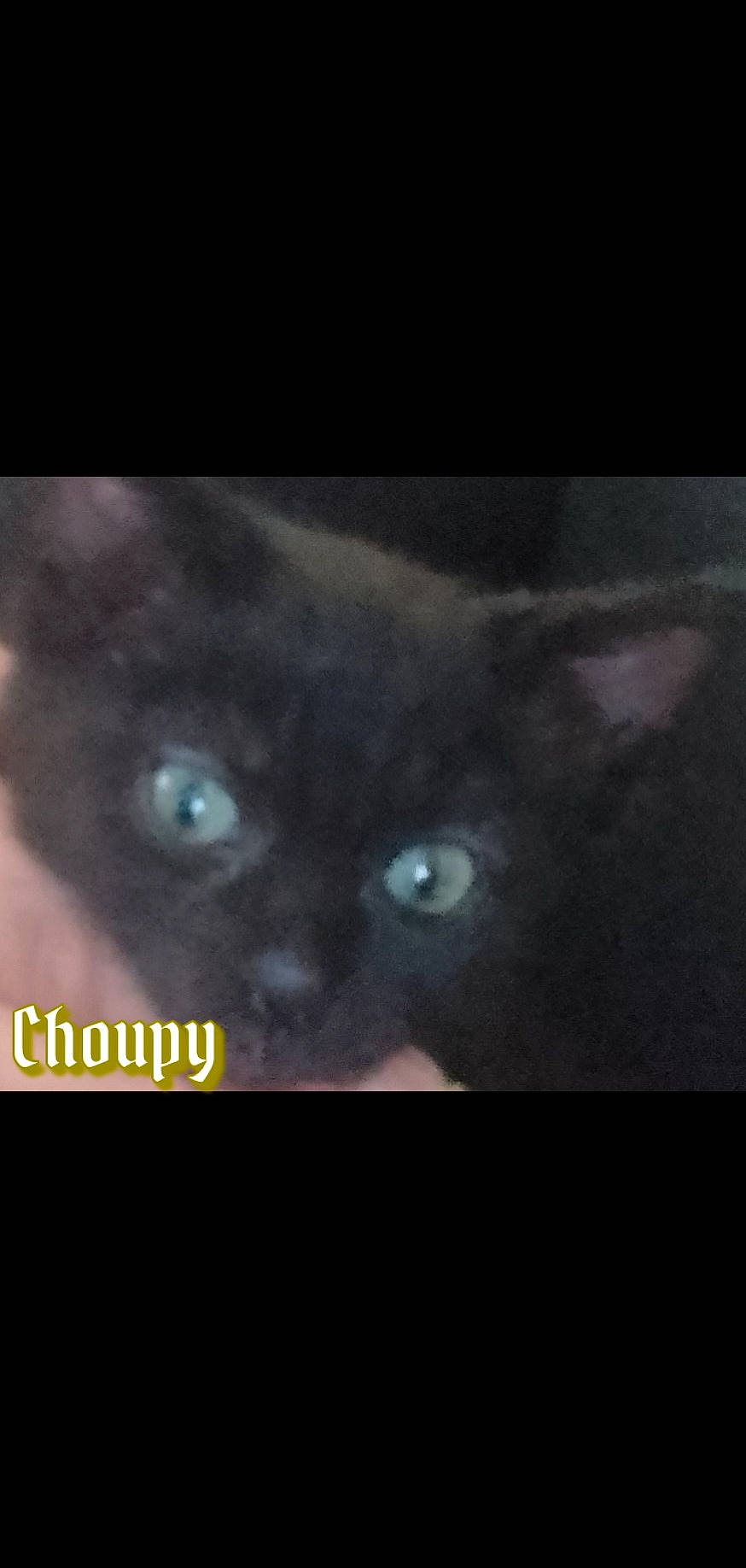 Choupy a rejoint le concours — aidez-le/la à gagner de superbes lots ! carnivore, cat, darkness, domestic_short_haired_cat, electric_blue, eye, felidae, fur, human_body, iris, photo_caption, small_to_medium_sized_cats, snout, terrestrial_animal, whiskers