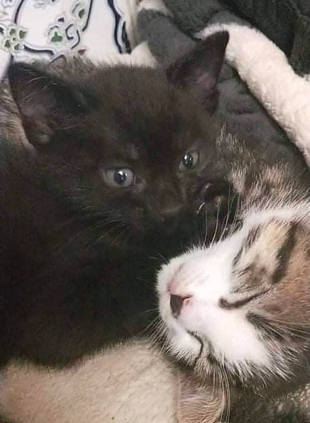 Choupy a rejoint le concours — aidez-le/la à gagner de superbes lots ! carnivore, cat, claw, cloud, comfort, domestic_short_haired_cat, eye, felidae, fur, nap, paw, sky, small_to_medium_sized_cats, snout, tail, tree, whiskers, window