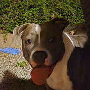 Kira a rejoint le concours — aidez-le/la à gagner de superbes lots ! dog, tongue, outdoor, night, greenery, grass, gravel, playful, pet, animal, canine, closeup, face, ears, shadow, glove, blue, concrete, nature, tongue_out