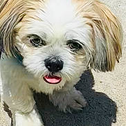 Chester joined the competition — help win amazing prizes! animal, concrete, cute, daylight, dog, ears, eyes, face, fluffy, fur, leash, nose, outdoor, paw, pet, shadow, small_dog, sunlight, tongue_out, walking