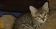 Tigger joined the competition — help win amazing prizes! kitten, tabby, cat, animal, pet, furry, cute, indoors, cozy, teddy_bear, plush, small, fur, resting, looking, young, sleepy, domestic_cat, soft, companion