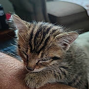 Tigger is registered to the contest to win money with this photo: kitten, cat, sleeping, tabby, fur, paw, indoor, arm, person, rest, cozy, closeup, pet, cute, animal, feline, napping, soft, background, couch