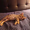 animal, blanket, brown, cat, cozy, cushion, cute, ears, fur, gray, indoor, kitten, paws, pet, resting, sleepy, spotted, texture, whiskers, young