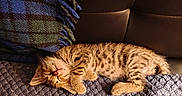 Tigger joined the competition — help win amazing prizes! animal, blanket, cat, couch, cozy, cute, feline, fur, indoor, kitten, peaceful, pet, plaid, resting, sleeping, small, striped, tabby, textured, warm_light