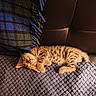 Tigger joined the competition — help win amazing prizes! kitten, sleeping, tabby, cat, pet, feline, striped, cozy, blanket, plaid, textured, indoor, resting, cute, fur, animal, small, peaceful, warm_light, couch