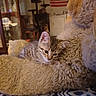 Tigger joined the competition — help win amazing prizes! kitten, cat, teddy_bear, plush_toy, indoor, cozy, tabby, snuggling, soft, furry, blanket, vintage_flag, warm_lighting, furniture, home, decor, cute, pet, animal, relaxing