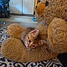 animal, brown, close_up, comfort, cozy, cuddle, cute, domestic, fur, furry, indoor, kitten, patterned_blanket, pet, resting, small, soft, stuffed_animal, teddy_bear, toy