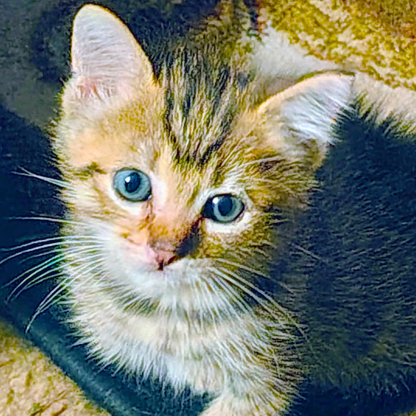 Tigger