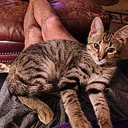 Tigger is registered to the contest to win money with this photo: animal, cat, couch, cozy, curious, ears, feline, fur, home, indoor, kitten, lap, leather, legs, person, pet, relaxing, resting, tabby, whiskers