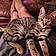 Tigger