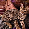 cat, kitten, tabby, pet, animal, feline, lap, person, legs, couch, leather, indoor, relaxing, resting, fur, whiskers, ears, home, cozy, curious