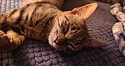 Simba is registered to the contest to win money with this photo: cat, sleeping, tabby, pet, animal, feline, whiskers, ears, nose, fur, striped_fur, relaxed, nap, lying_down, blanket, textile, cozy, indoor, close_up, portrait