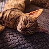 cat, sleeping, tabby, pet, animal, feline, whiskers, ears, nose, fur, striped_fur, relaxed, nap, lying_down, blanket, textile, cozy, indoor, close_up, portrait