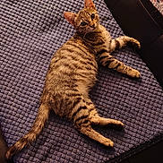 Simba is registered to the contest to win money with this photo: cat, kitten, tabby, striped_fur, pet, animal, lying_down, relaxed, portrait, green_eyes, whiskers, ears, tail, paws, cushion, chair, textured_fabric, indoor, warm_lighting, cute