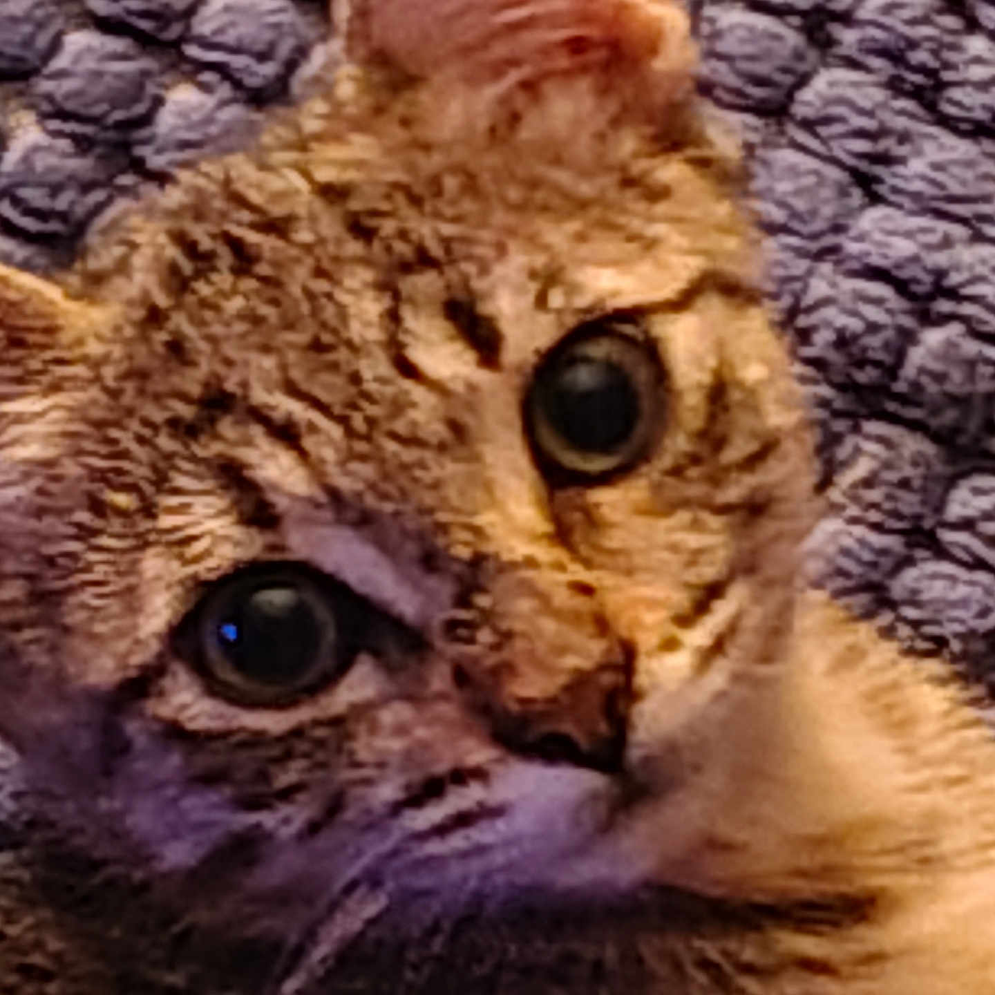 Simba is registered to the contest to win money with this photo: cat, tabby, feline, pet, animal, close_up, face, eyes, whiskers, nose, fur, striped_fur, wide_eyed, portrait, indoors, blanket, soft_texture, purple, cuddly, curious