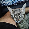 Simba joined the competition — help win amazing prizes! cat, tabby_cat, sleeping, closed_eyes, pet, animal, feline, striped_fur, whiskers, ears, nose, snuggling, cozy, couch, arm, indoor, close_up, portrait, relaxed, peaceful