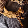 Simba is registered to the contest to win money with this photo: cat, kitten, tabby, sleeping, lying_down, relaxed, pet, animal, fur, striped_fur, spotted_fur, paws, tail, closed_eyes, couch, blanket, pillow, indoor, cozy, nap