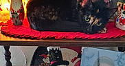 Patches joined the competition — help win amazing prizes! animal, black_cat, cat, cozy, curled_up, decorations, figurines, holiday, indoor, orange_cat, ornaments, pet, photos, red_mat, shelf, snowman, toy, vintage, warm_lighting, wooden_shelf
