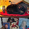 animal, black_cat, cat, cozy, curled_up, decorations, figurines, holiday, indoor, orange_cat, ornaments, pet, photos, red_mat, shelf, snowman, toy, vintage, warm_lighting, wooden_shelf