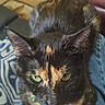 animal, carpet, cat, closeup, clothing, couch, cute, domestic_cat, fur, furniture, green_eyes, home, indoor, lap, person, pet, portrait, relaxed, resting, tortoiseshell_cat