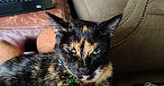 Patches is registered to the contest to win money with this photo: animal, background, cat, companion, couch, cozy, curious, dog, furniture, green_eyes, home, indoor, lap, laptop, looking, person, pet, relaxed, tortoiseshell, toy