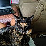Patches is registered to the contest to win money with this photo: animal, background, cat, companion, couch, cozy, curious, dog, furniture, green_eyes, home, indoor, lap, laptop, looking, person, pet, relaxed, tortoiseshell, toy