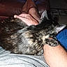 animal, arm, blue_blanket, cat, closeup, couch, flash, fur, furniture, gray_shirt, hand, indoor, legs, paw, person, pet, relaxing, resting, skin, tortoiseshell_cat