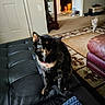Patches joined the competition — help win amazing prizes! animal, background_cat, black_couch, brown_furniture, carpet, cat, curious, decor, door, floor, furniture, home, indoor, leather_couch, living_room, pet, pet_carrier, rug, tongue_out, tortoiseshell_cat