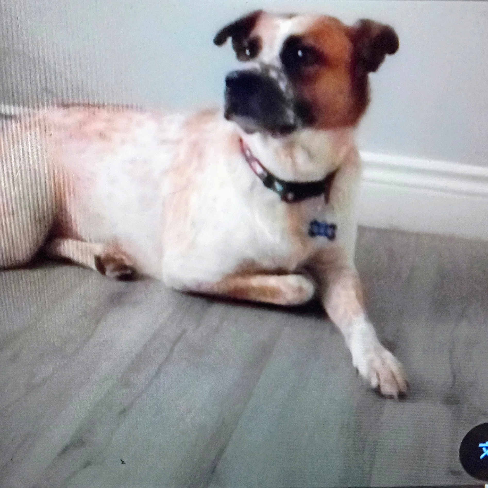 Maxwell is registered to the contest to win money with this photo: dog, bulldog, pet, animal, canine, short_hair, white_fur, brown_fur, black_markings, collar, tag, lying_down, couch, sofa, indoor, home, portrait, relaxed, looking_at_camera, paw