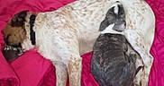 Maxwell joined the competition — help win amazing prizes! dog, puppy, adult_dog, spotted_dog, sleeping, lying_down, animal, pet, canine, blanket, pink_blanket, bed, indoor, home, cuddling, resting, black_collar, brown_and_white, gray_puppy, cozy