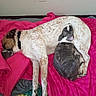dog, puppy, adult_dog, spotted_dog, sleeping, lying_down, animal, pet, canine, blanket, pink_blanket, bed, indoor, home, cuddling, resting, black_collar, brown_and_white, gray_puppy, cozy