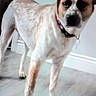 dog, canine, pet, animal, standing, indoors, bed, bedroom, white_fur, brown_patches, black_ears, black_nose, collar, short_hair, small_dog, portrait, looking_at_camera, cute, home, photograph