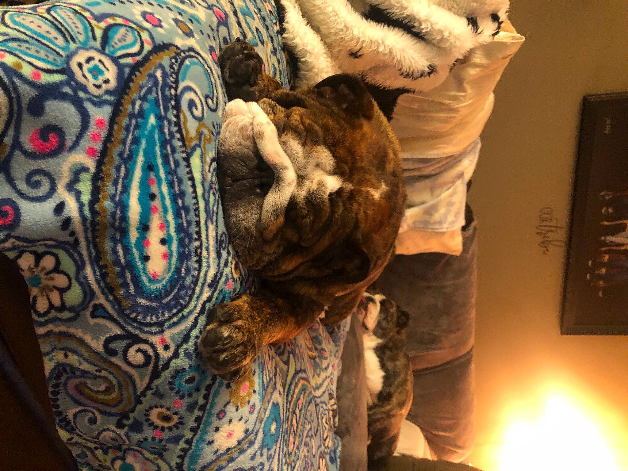 Bocephus is registered to the contest to win money with this photo: art, chest, couch, felidae, flesh, fur, human_body, human_leg, linens, motif, pattern, room, sleeve, tattoo, temporary_tattoo, textile, tradition, tree, trunk, visual_arts