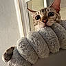 Felix joined the competition — help win amazing prizes! cat, animal, pet, feline, indoor, curious, window, plush, cozy, fur, whiskers, ears, face, nose, paw, texture, soft, closeup, resting, home