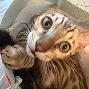 Felix is registered to the contest to win money with this photo: cat, bengal_cat, wide_eyes, close_up, curious, bag, paws, feline, striped_fur, indoor, pet, cute, animal, domestic_cat, whiskers, looking_up, texture, soft_lighting, brown, playful