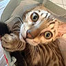 cat, bengal_cat, wide_eyes, close_up, curious, bag, paws, feline, striped_fur, indoor, pet, cute, animal, domestic_cat, whiskers, looking_up, texture, soft_lighting, brown, playful