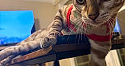 Felix joined the competition — help win amazing prizes! cat, indoor, table, stretching, curious, pet, feline, sweater, paw, wooden_table, window, cozy, home, floor, furniture, domestic_animal, looking, closeup, animal, living_room