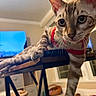 cat, indoor, table, stretching, curious, pet, feline, sweater, paw, wooden_table, window, cozy, home, floor, furniture, domestic_animal, looking, closeup, animal, living_room